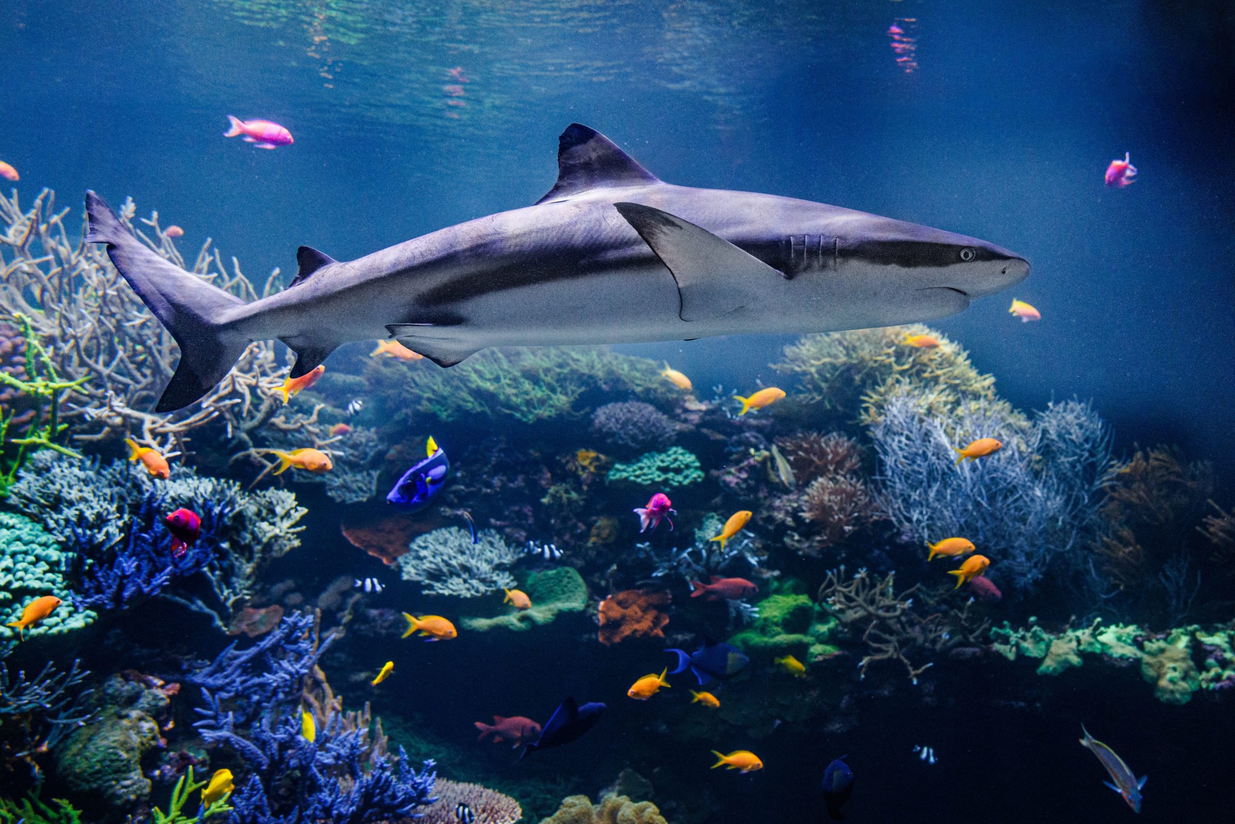 Foto: Ein Schwarzspitzenriffhai und viele kleine bunte Fische schwimmen durch ein buntes Korallenriff.