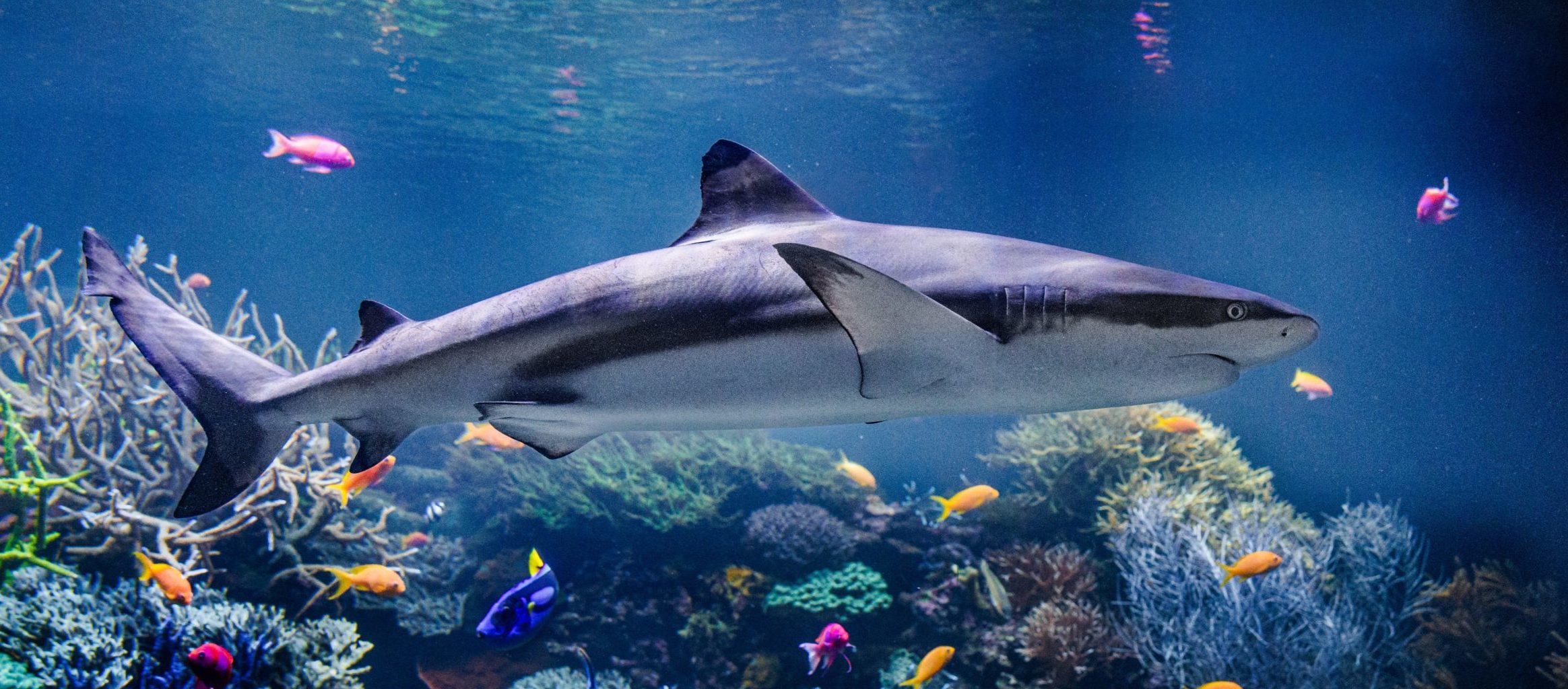 Foto: Ein Schwarzspitzenriffhai schwimmt durch ein buntes Korallenriff mit vielen verschiednen, bunten Fischen.