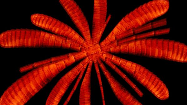 Die flammenrote Animation kreisförmig angeordneter Schmetterlingsfühler hebt sich von dem tiefschwarzen Bildhintergrund ab. Die Darstellung erinnert an eine Blume, deren leuchtend rotorangenen Blüten in pulsierende Bewegungen versetzt sind.